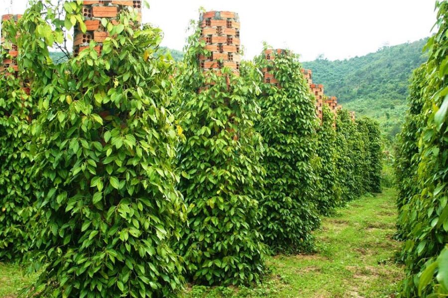 Tour du lịch Phú Quốc 4 ngày 3 đêm - Ảnh 3
