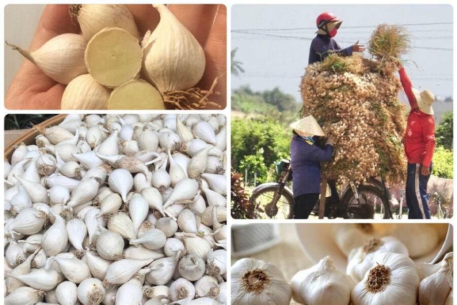Tour Đảo Ngọc Lý Sơn 2 ngày 1 đêm - Ảnh 5