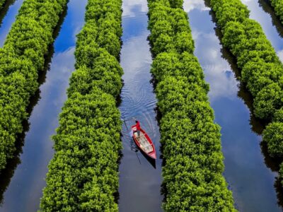 Tour Điện Trường Bà – Quế Trà Bồng – Bàu Cá Cái 1 ngày