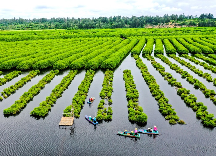 Những địa điểm du lịch nổi tiếng ở Quảng Ngãi