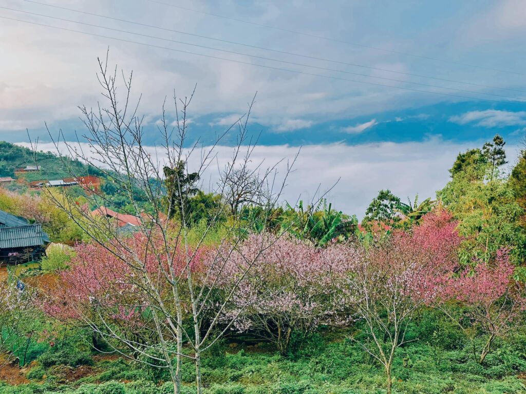 Tour mùa xuân Tà Xùa – Cảnh đẹp hùng vĩ giữa đại ngàn 2025