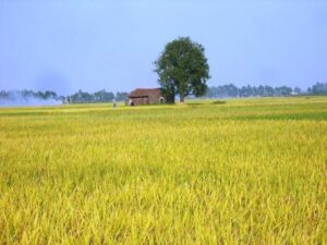 Mùa lúa chín hút hồn du khách đến với Quảng Ngãi