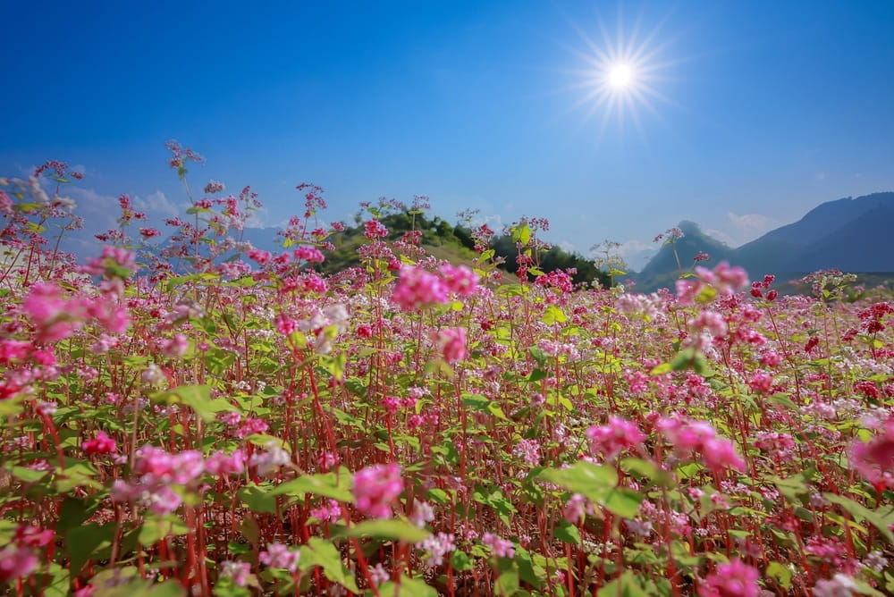 mùa hoa tam giá mạch, hà giang, du lịch hà giang