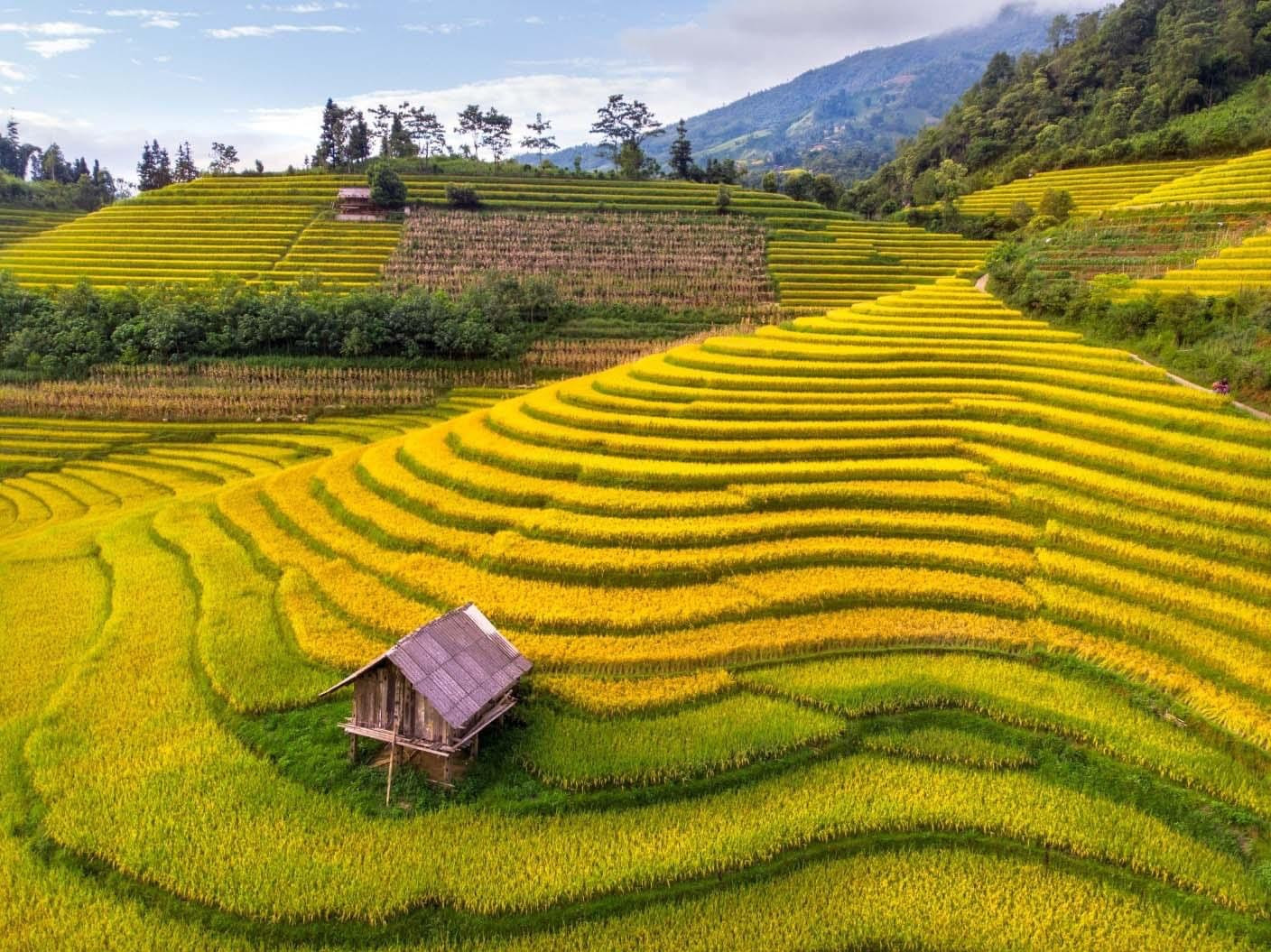 nơi đẹp ngắm lúa chín,nậm cang, lúa chín nậm cang