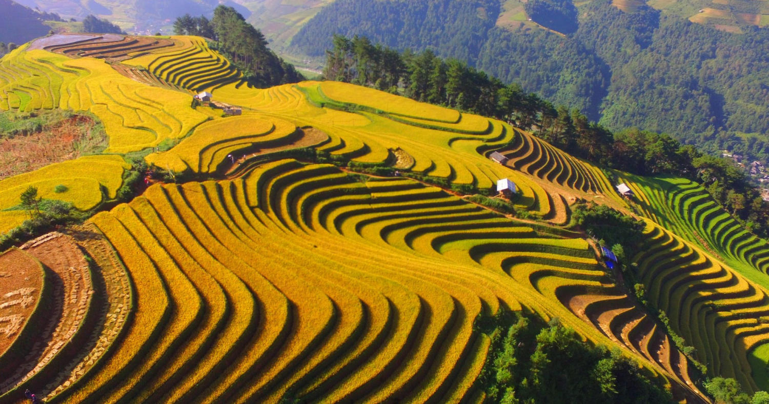 Sapa, du lịch sapa, sapa mùa lúa chín