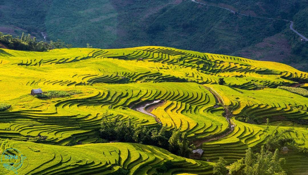 y tý,nơi đẹp ngắm lúa chín, mùa lúa chín y tý