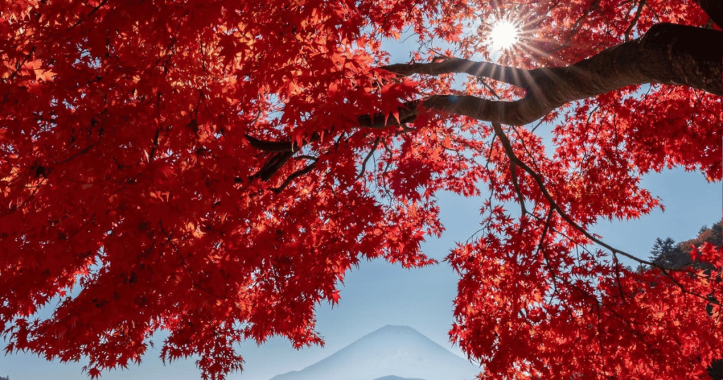 lịch lá đỏ Nhật Bản 2025 theo vùng,mùa lá vàng lá đỏ Nhật Bản,mùa lá đỏ, lá vàng Nhật Bản bắt đầu từ tháng mấy