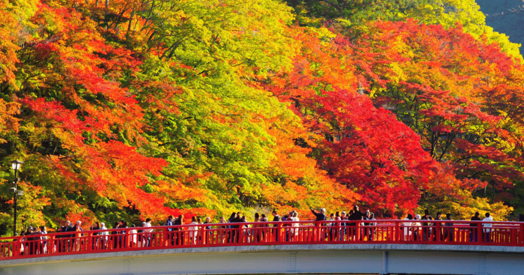 lịch lá đỏ Nhật Bản 2025 theo vùng,mùa lá vàng lá đỏ Nhật Bản,mùa lá đỏ, lá vàng Nhật Bản bắt đầu từ tháng mấy