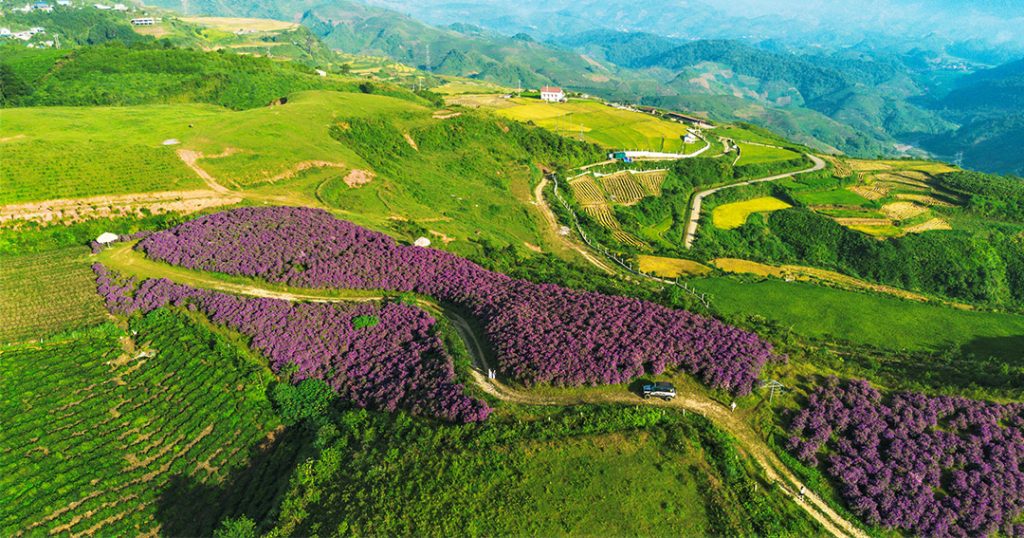 Đồi sim tím Suối Bon,Đồi sim tím Suối Bon Sơn La,Du lịch Suối Bon Vân Hồ,Check-in đồi sim Suối Bon