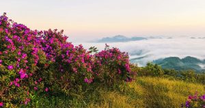 Đồi sim tím Suối Bon,Đồi sim tím Suối Bon Sơn La,Du lịch Suối Bon Vân Hồ,Check-in đồi sim Suối Bon