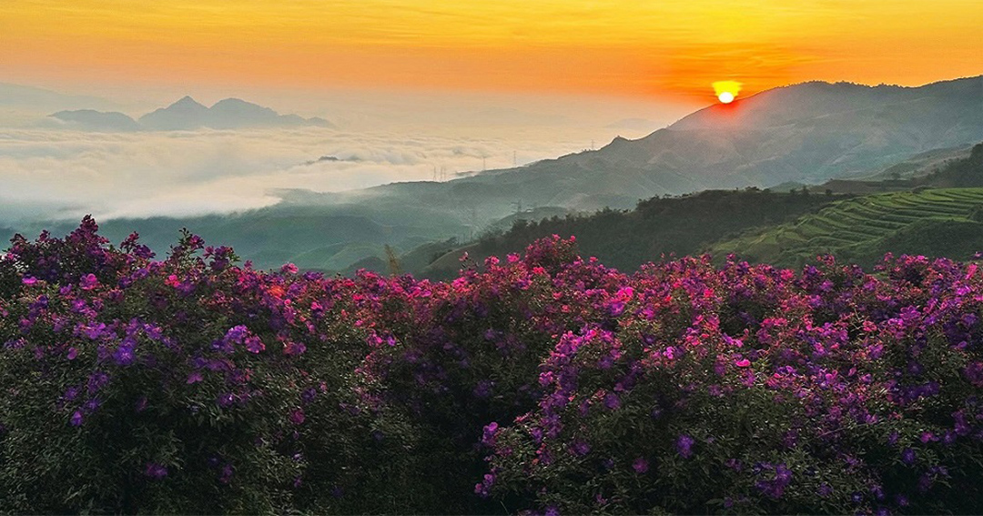 Đồi sim tím Suối Bon,Đồi sim tím Suối Bon Sơn La,Du lịch Suối Bon Vân Hồ,Check-in đồi sim Suối Bon