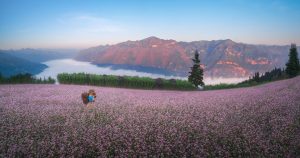 Mùa hoa tam giác mạch hà Giang,thời điểm hoa tam giác mạch Hà Giang, hoa tam giác mạch Hà Giang tháng 10,điểm ngắm hoa tam giác mạch Hà Giang