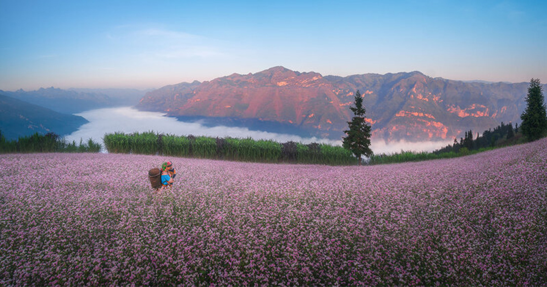 Mùa hoa tam giác mạch hà Giang,thời điểm hoa tam giác mạch Hà Giang, hoa tam giác mạch Hà Giang tháng 10,điểm ngắm hoa tam giác mạch Hà Giang