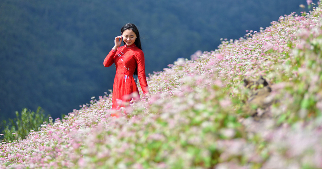 Mùa hoa tam giác mạch hà Giang,thời điểm hoa tam giác mạch Hà Giang, hoa tam giác mạch Hà Giang tháng 10,điểm ngắm hoa tam giác mạch Hà Giang