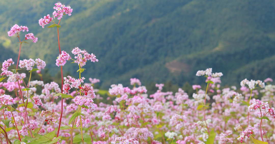 Mùa hoa tam giác mạch hà Giang,thời điểm hoa tam giác mạch Hà Giang, hoa tam giác mạch Hà Giang tháng 10,điểm ngắm hoa tam giác mạch Hà Giang