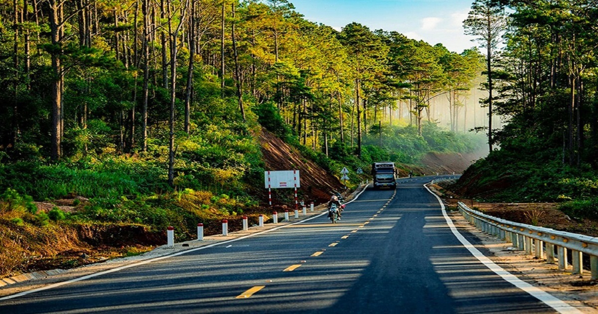 Rừng thông Măng Đen Quảng Ngãi 