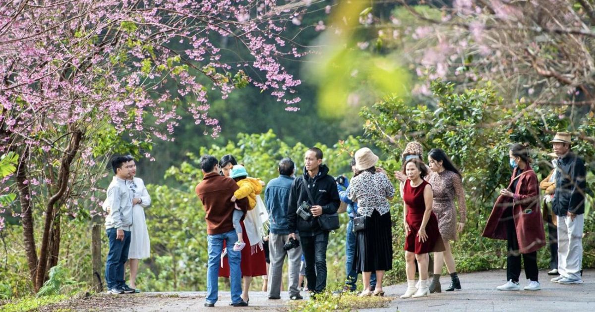 Không khí của mùa lễ hội - hoa anh đào nở rực